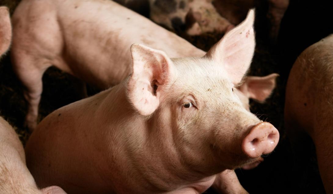 Experimento com porcos demonstra que o processo de morte pode ser revertido-0