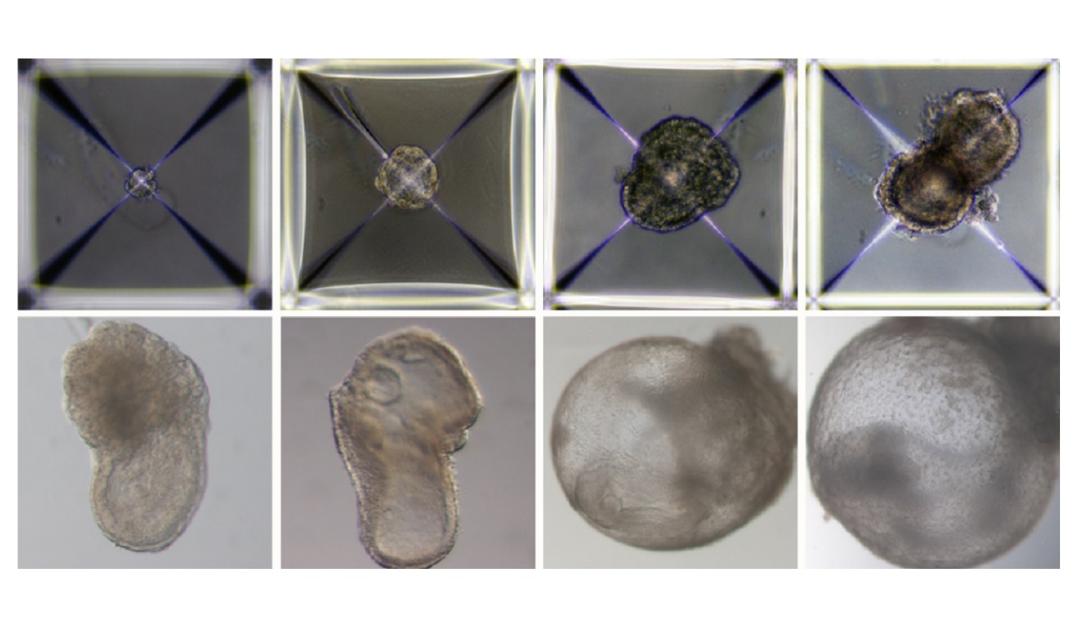 Embriões sintéticos de camundongos são criados sem a necessidade de espermatozoides ou óvulos-0
