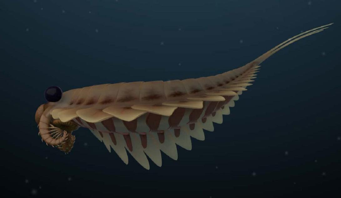 Descoberto fóssil fascinante de um animal com 3 olhos que viveu há 500 milhões de anos-0