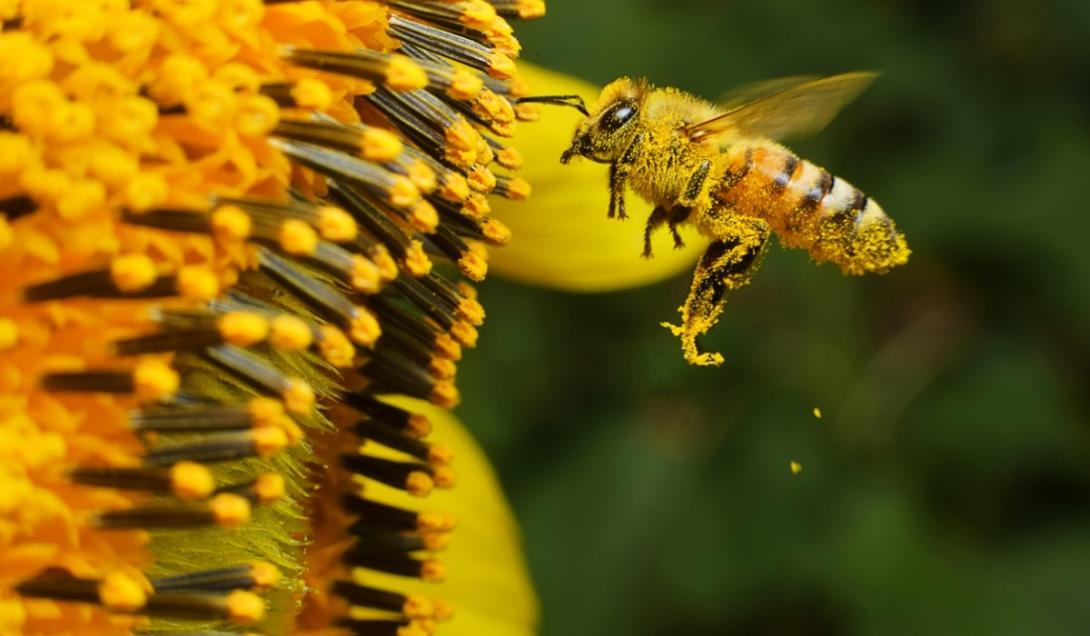 Cientista afirma que as abelhas têm emoções e consciência-0
