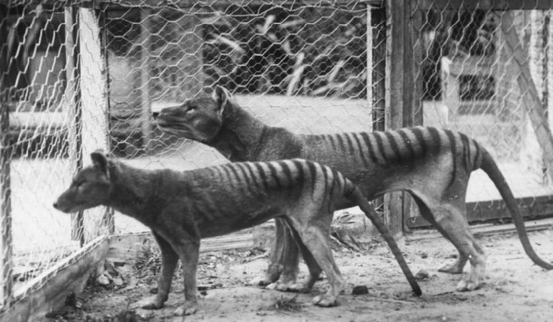 Cientistas pretendem ressuscitar o lobo-da-tasmânia, espécie extinta desde 1936-0