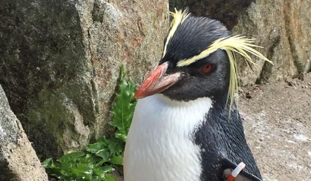 "Pinguim mais velho do mundo" é morto por raposa em zoológico na Escócia-0