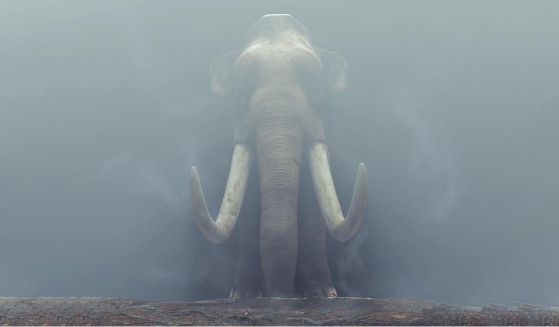 Presa gigantesca de elefante pré-histórico é encontrada em Israel-0