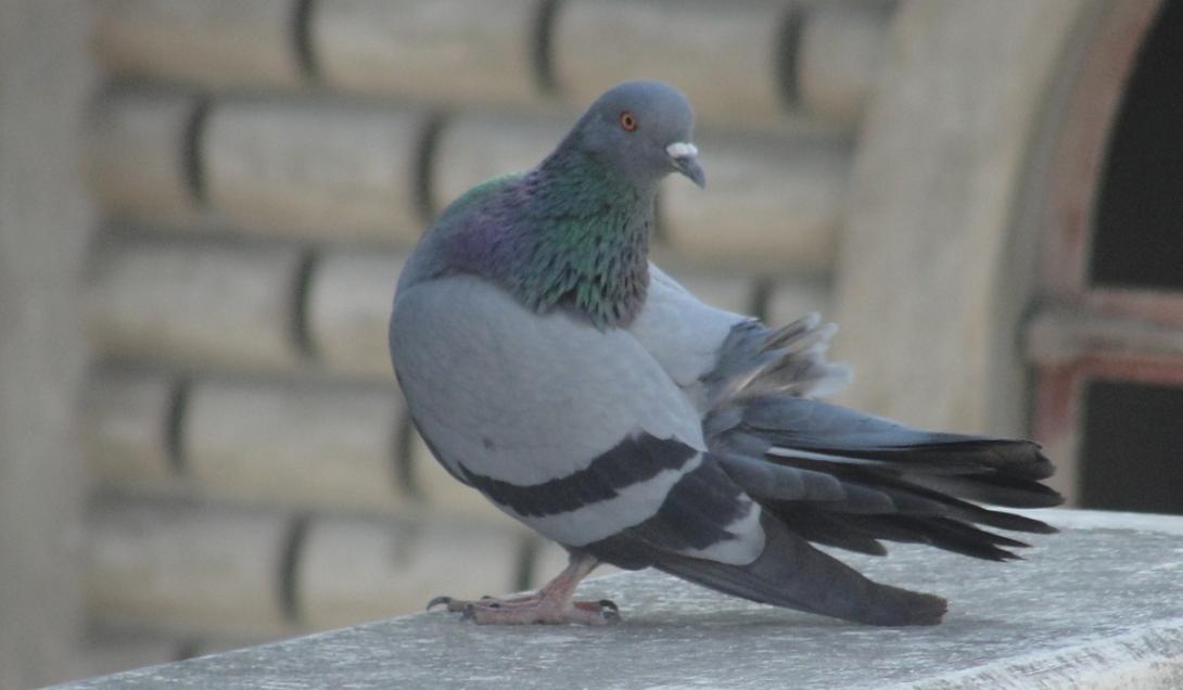 Estranha doença transforma pombos em "zumbis" no Reino Unido-0