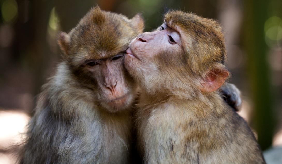 China planeja enviar macacos para fazer sexo no espaço-0