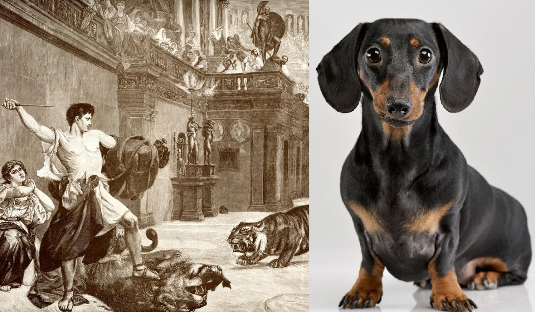 Lutando como gladiadores, cachorros salsicha enfrentavam outros animais no Coliseu-0