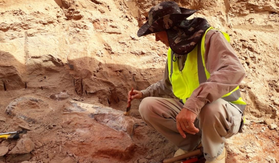 Fóssil de dinossauro de 80 milhões de anos é encontrado durante obras no interior de SP-0