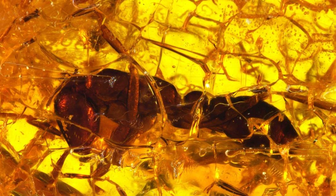 Estilo Jurassic Park: formiga de 35 milhões de anos é encontrada preservada em âmbar-0