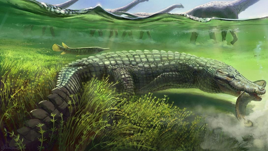 Fóssil de crocodilo gigante que conviveu com dinossauros é encontrado no interior de SP-0