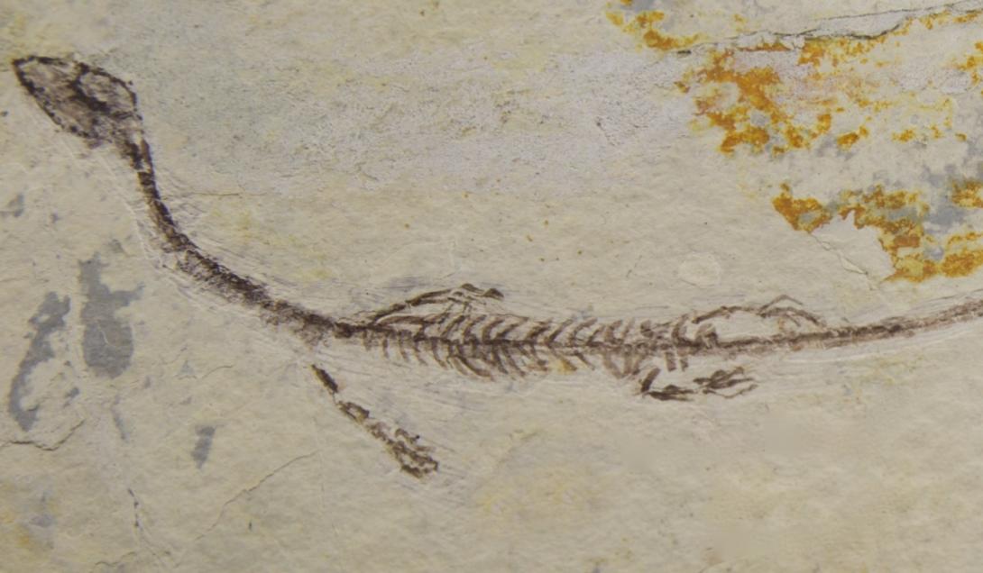 Paleontólogos encontram criatura marinha que viveu há 244 milhões de anos-0
