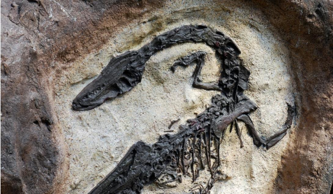 Dinossauro mumificado deixa comunidade científica abalada-0