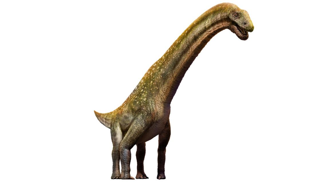 Titanossauro encontrado na Argentina tinha fêmur do tamanho de um humano alto-0