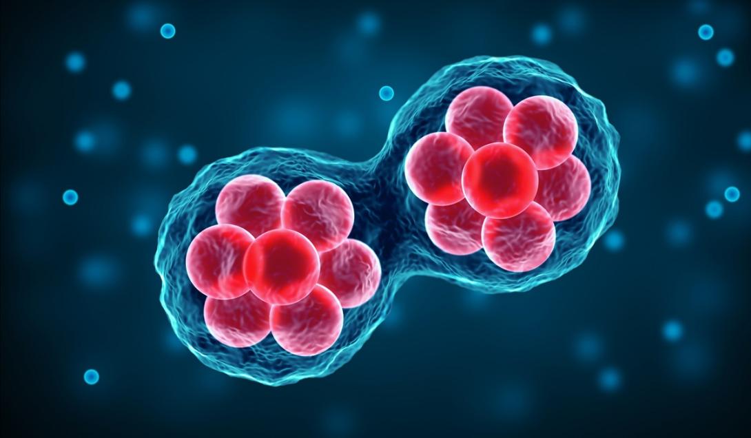 Cientistas desenvolvem embriões humanos sintéticos utilizando células-tronco-0