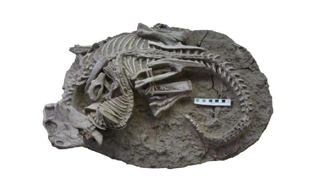 Fóssil raro prova que mamíferos caçavam dinossauros-0