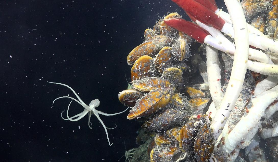 Criaturas desconhecidas são encontradas em "mundo escondido" no fundo do mar-0