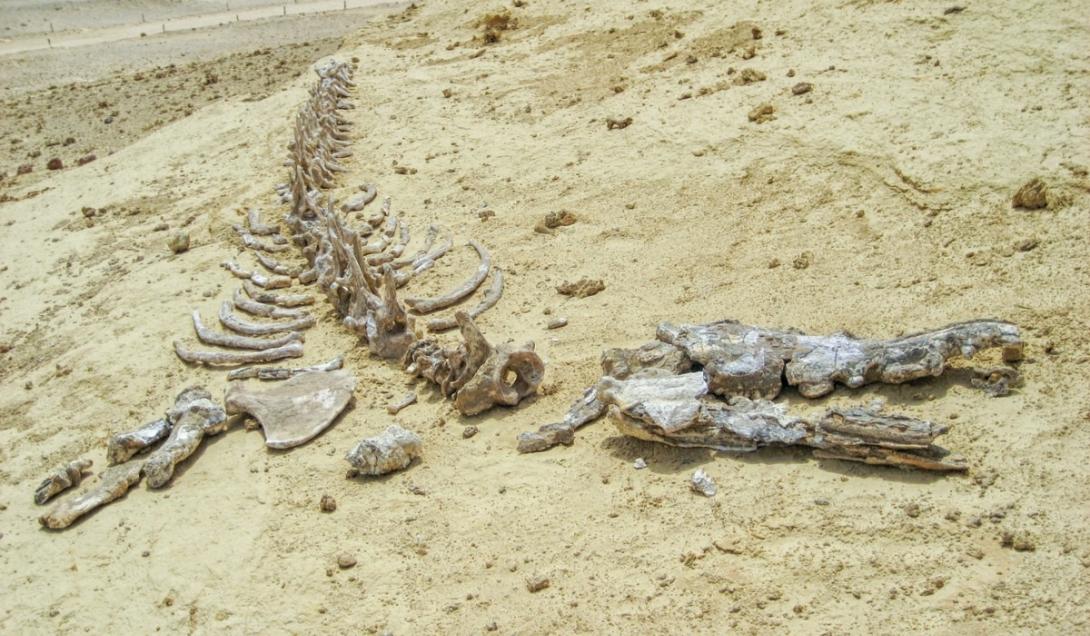 Fósseis de baleia de 41 milhões de anos são encontrados em deserto no Egito-0
