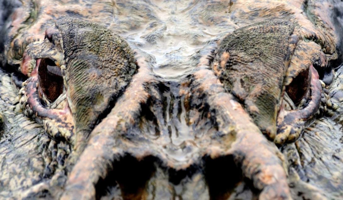 Fóssil de gigantesco anfíbio predador é descoberto em um muro de jardim-0