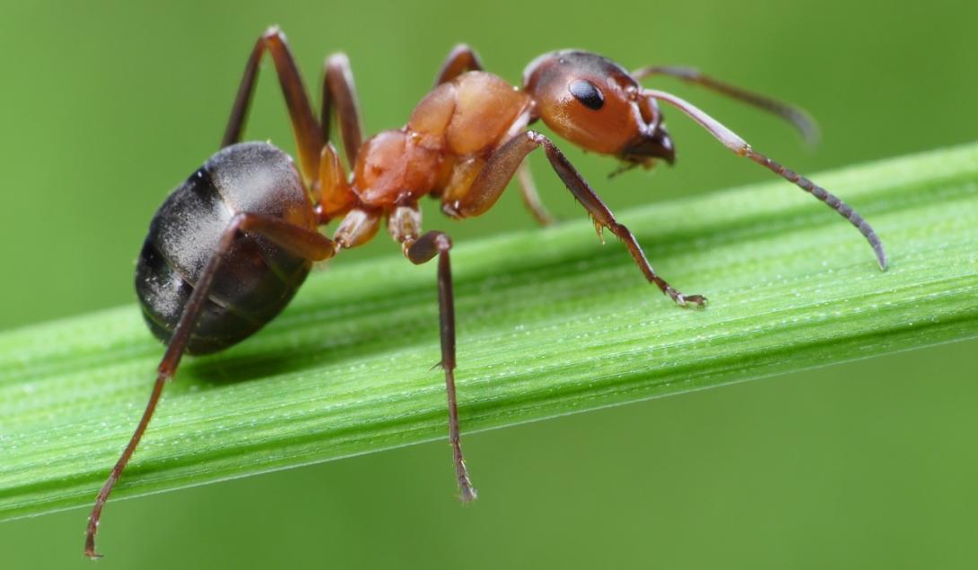 Parasita transforma formigas em "zumbis" que se escondem da luz solar-0