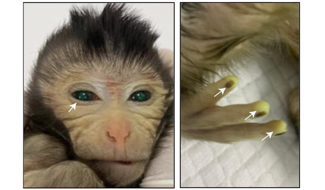 Cientistas criam macaco com dedos fluorescentes usando células-tronco-0