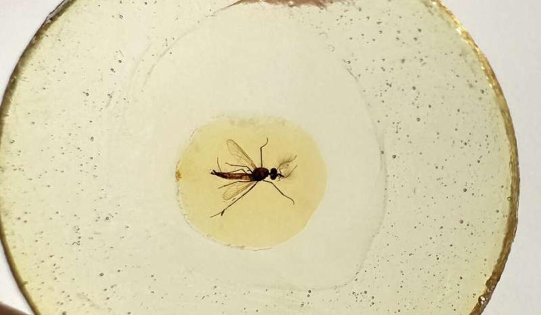 Fósseis de mosquitos mais antigos do mundo revelam que os machos sugavam sangue-0