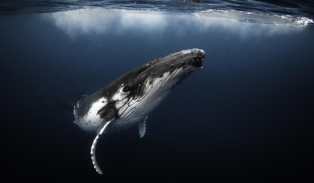 "Conversa" entre humanos e baleias pode ajudar em futura comunicação com alienígenas-0