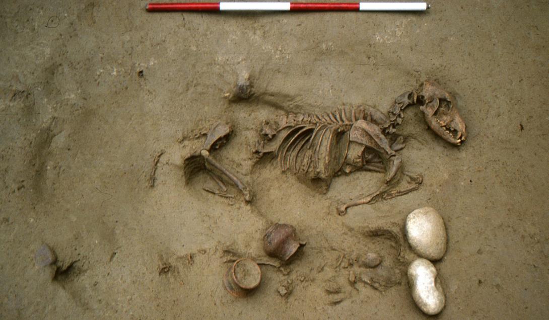 Descoberta de animais enterrados com humanos há 2 mil anos intriga pesquisadores-0