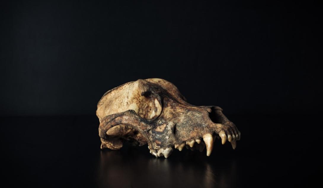 Histórico: Encontrados os restos do maior mamífero que conviveu com os dinossauros-0
